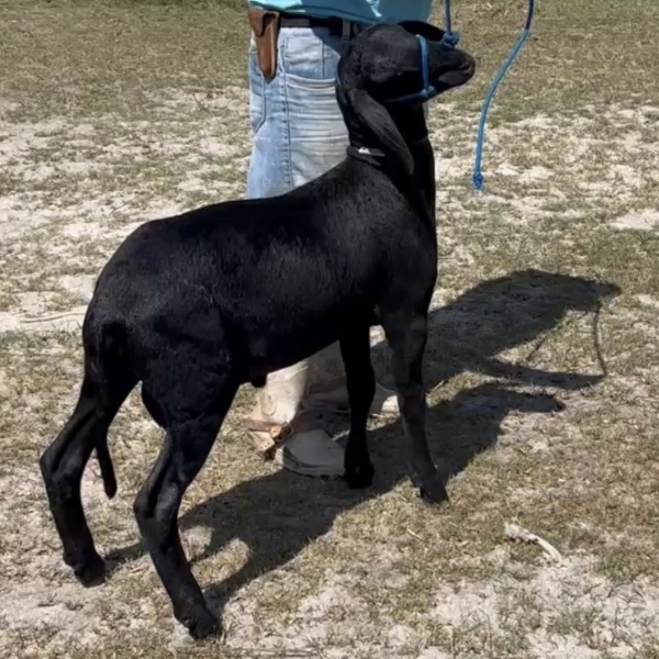 AGROPREMIA